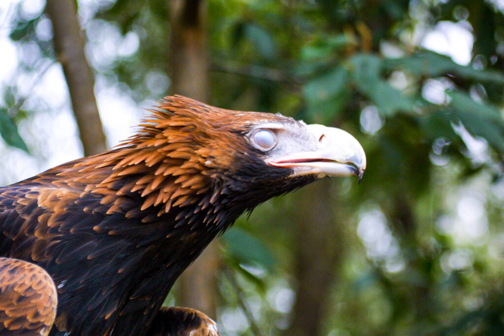 Wedge tailed eagle