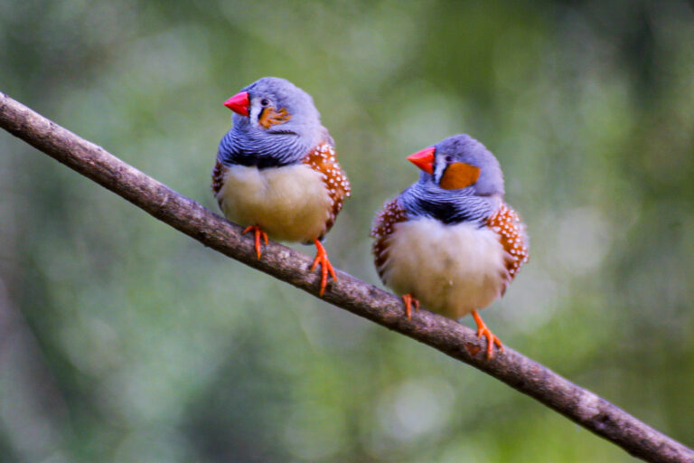 Healesville Wildlife Sanctuary - a picture of two birds sitting on a branch. See Australian native animals