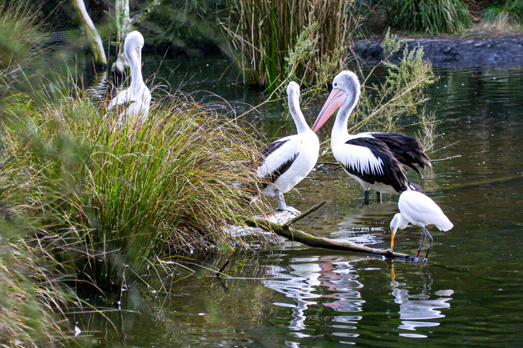 Australian native birds at the Healesville Wildlife Santuary