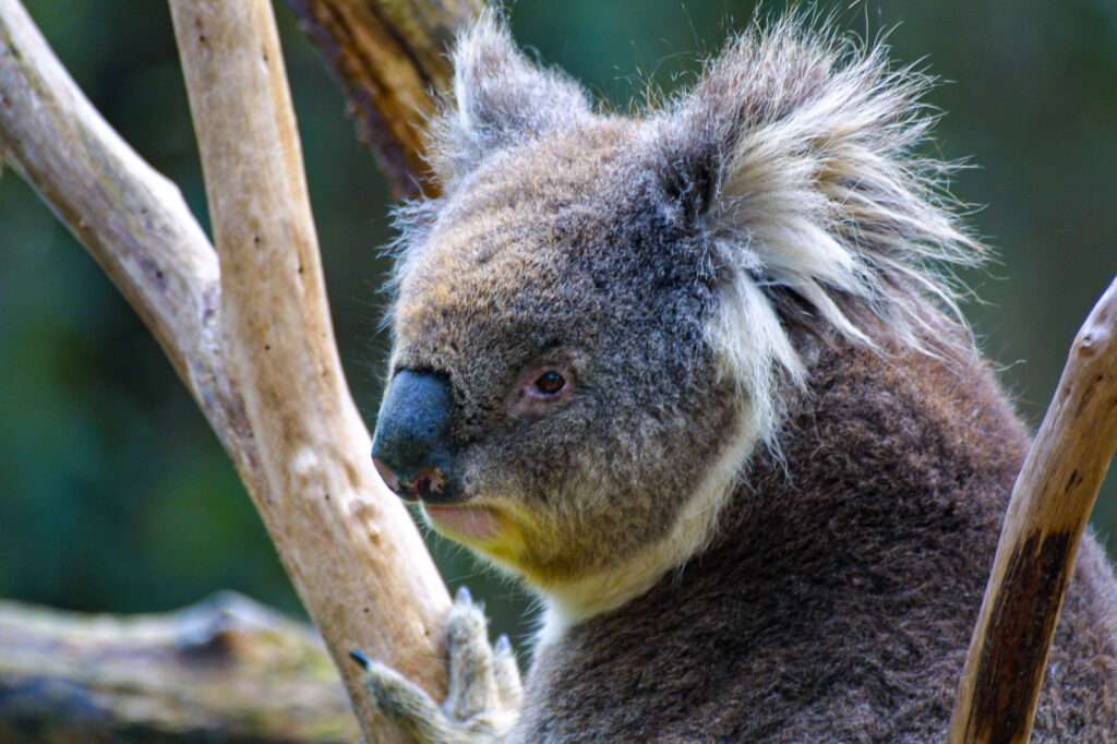 The koala