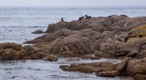 Seals on the rocks at Montague Island