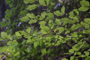 The forest and wildflowers greet you as you wind your way up to Serra San Bruno