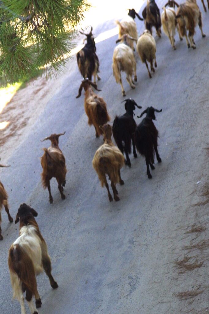 The goats passing our window on their way to pasture