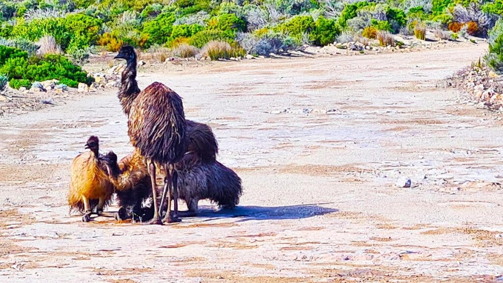 A family of emus take time out for a drink from one of the puddles on the Whalers Bay road
