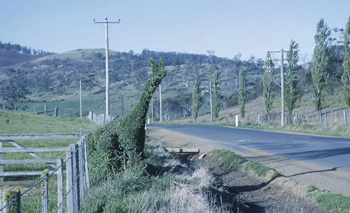Photograph - Midland Highway - Oatlands - topiary and 'Avenue of Honour' trees