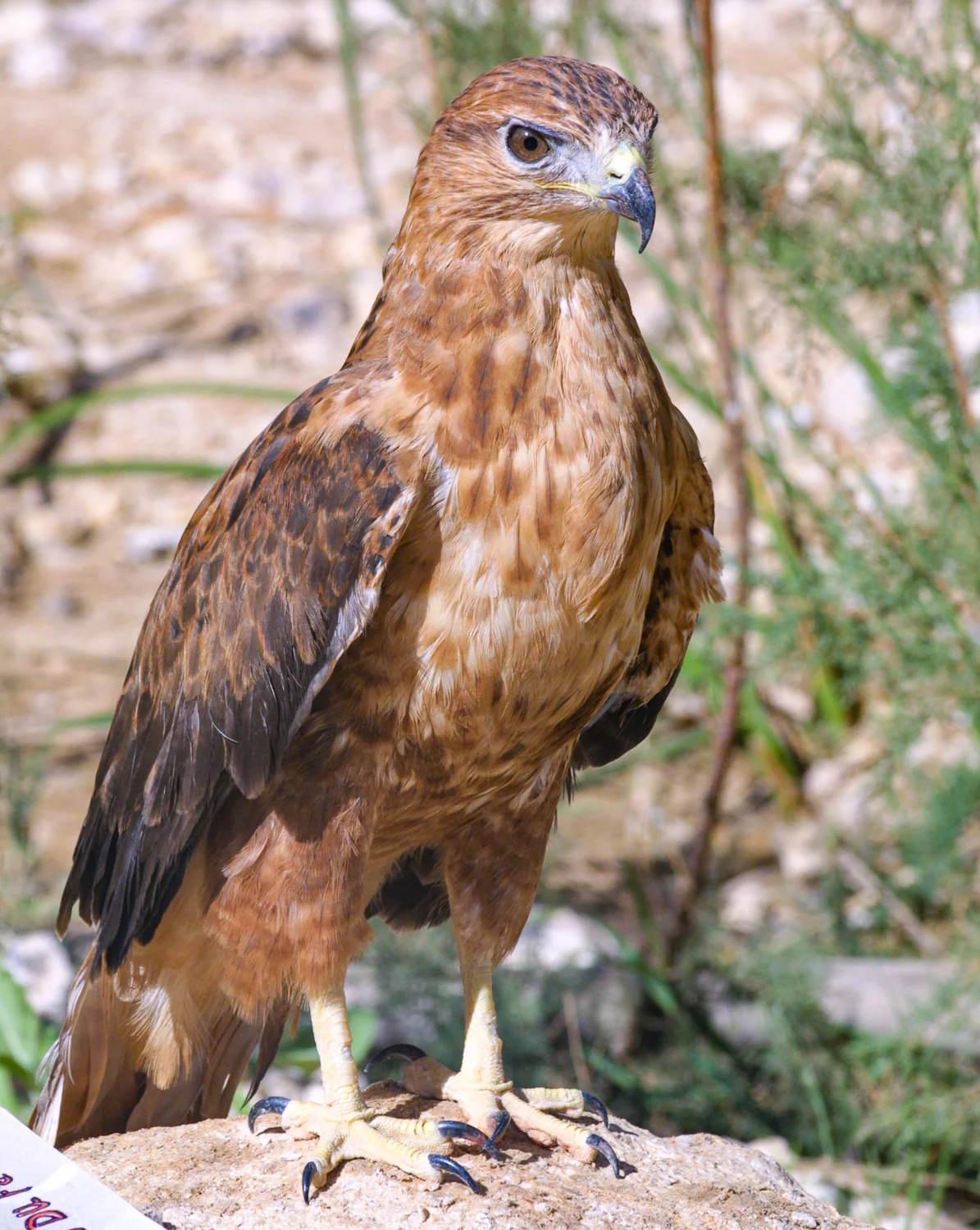 Tamerza, Tunisia